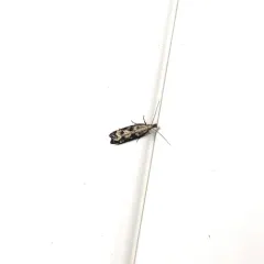 Inverse Dichomeris Moth thumbnail 3