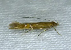 Fernald's Cosmopterix Moth thumbnail 3