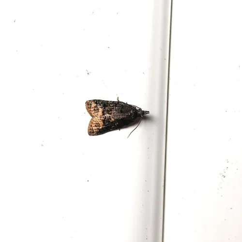Singed Platynota
