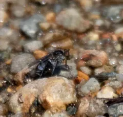 Tachytrechus protervus thumbnail 2