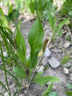 Tweedy's Plantain thumbnail 2