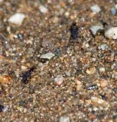 Tachytrechus moechus thumbnail 3