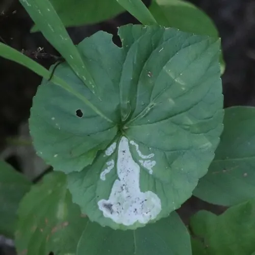 Liriomyza violivora