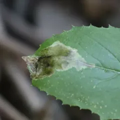 Nemorimyza maculosa thumbnail 2