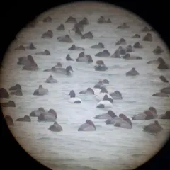 Canvasback thumbnail 1