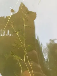 Fries' Pondweed thumbnail 3