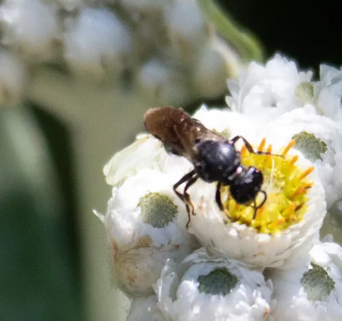 Cinquefoil Masked Bee