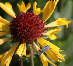 Ashgray blister beetle thumbnail 4