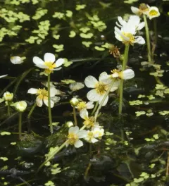 Thread-leaved Water-crowfoot thumbnail 4