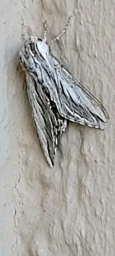 Doll's Sphinx