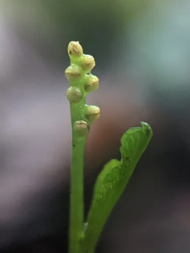 swamp moonwort