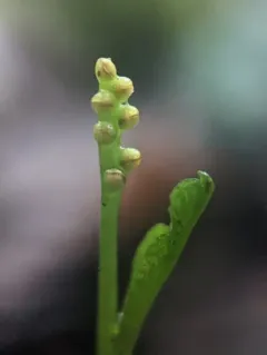 swamp moonwort thumbnail 1