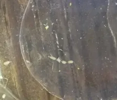 Stauridiosarsia bicircella thumbnail 2