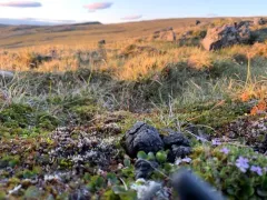 Round-fruited Collar-moss thumbnail 3