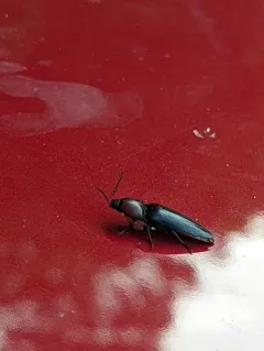 Attenuated Click Beetle thumbnail 3