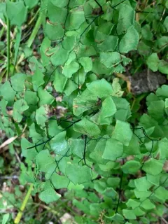 California Maidenhair Fern thumbnail 1