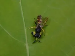 Crabro argusinus thumbnail 2