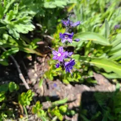 cusick's speedwell thumbnail 2