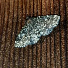 Smoky Idia Moth thumbnail 4