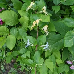 Japanese honeysuckle thumbnail 3