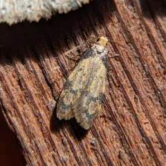 Gerdana caritella thumbnail 2