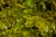 Hill Notchwort thumbnail 2