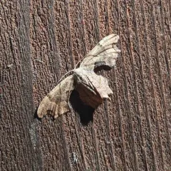 Brown Scoopwing thumbnail 3