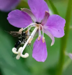 Lesser Peachtree Borer Moth thumbnail 3