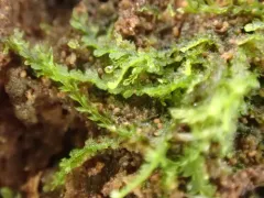 Blunt Pincerwort thumbnail 2