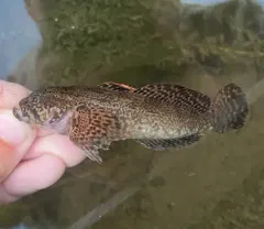 Reticulate Sculpin thumbnail 3