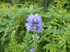 Bristly Bellflower thumbnail 3
