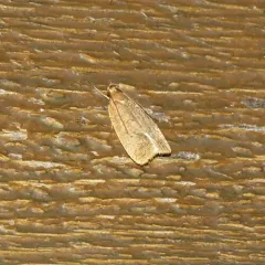 Dotted Leaftier Moth thumbnail 2