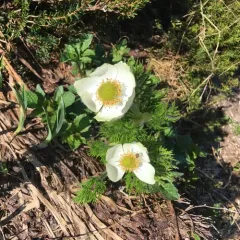 white pasqueflower thumbnail 1