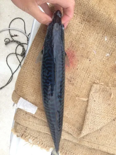 Pacific Chub Mackerel