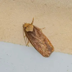 Purple Carrot-seed Moth thumbnail 4