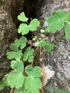 Laramie Columbine thumbnail 3