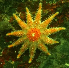 Rose Sun Star thumbnail 3