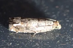 Abrupt Epiblema Moth thumbnail 2