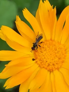 Thecophora occidensis thumbnail 4