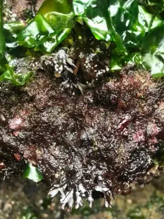 Plocamium violaceum thumbnail 2