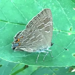 Striped Hairstreak thumbnail 1