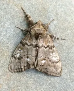 Yellow-based Tussock Moth thumbnail 3