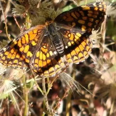 Northern Checkerspot thumbnail 3