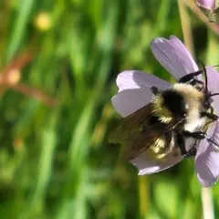 White-shouldered Bumble Bee thumbnail 4