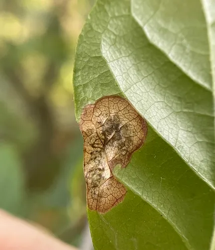 Ectoedemia nyssaefoliella