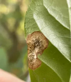 Ectoedemia nyssaefoliella thumbnail 1