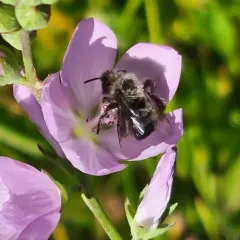 Black-fronted turret bee thumbnail 2