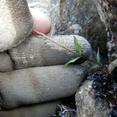Alaska Starwort thumbnail 3