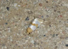 Chrysellus Flower Moth thumbnail 3