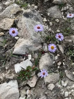 Pygmy Wood-aster thumbnail 2